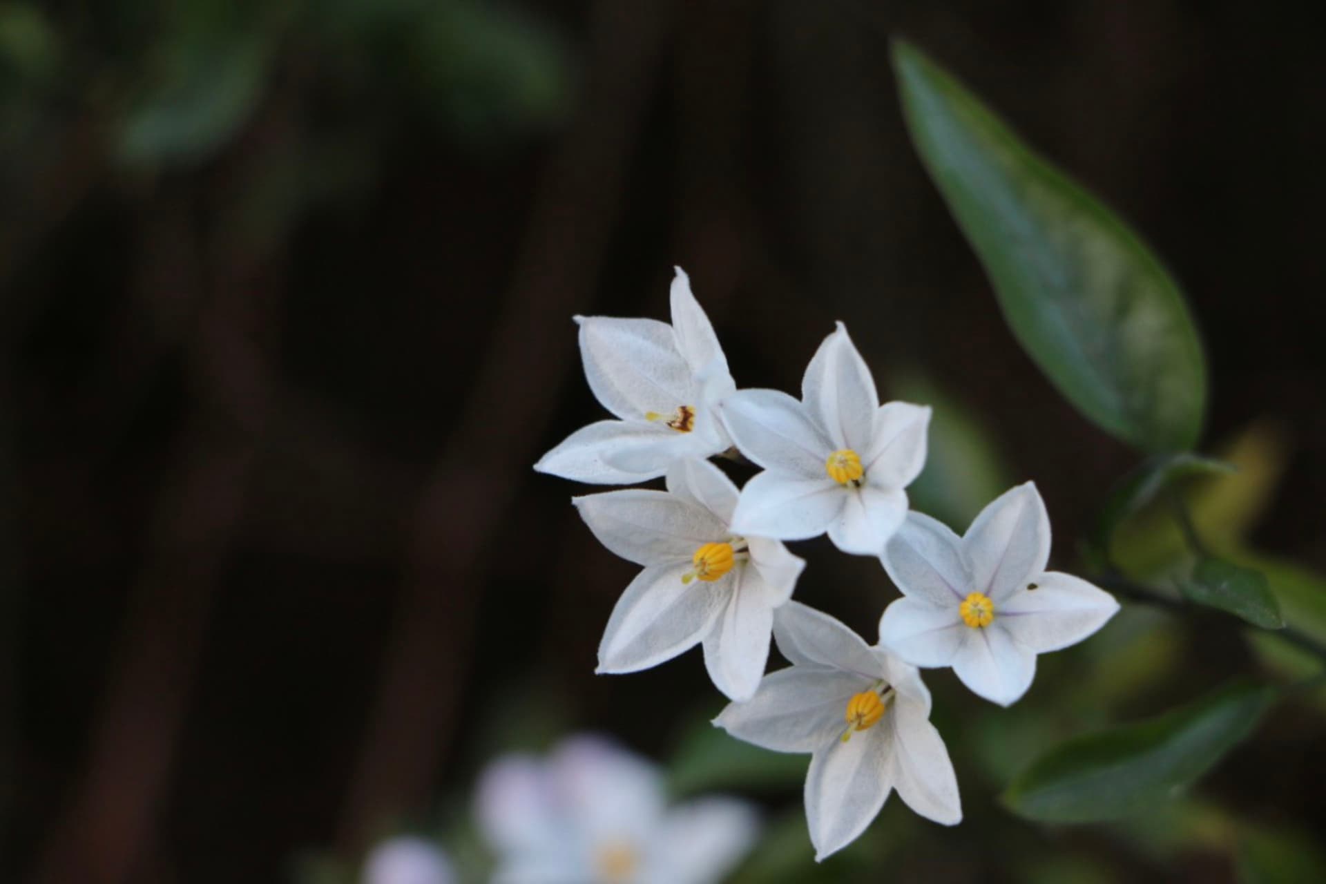 Blossoms