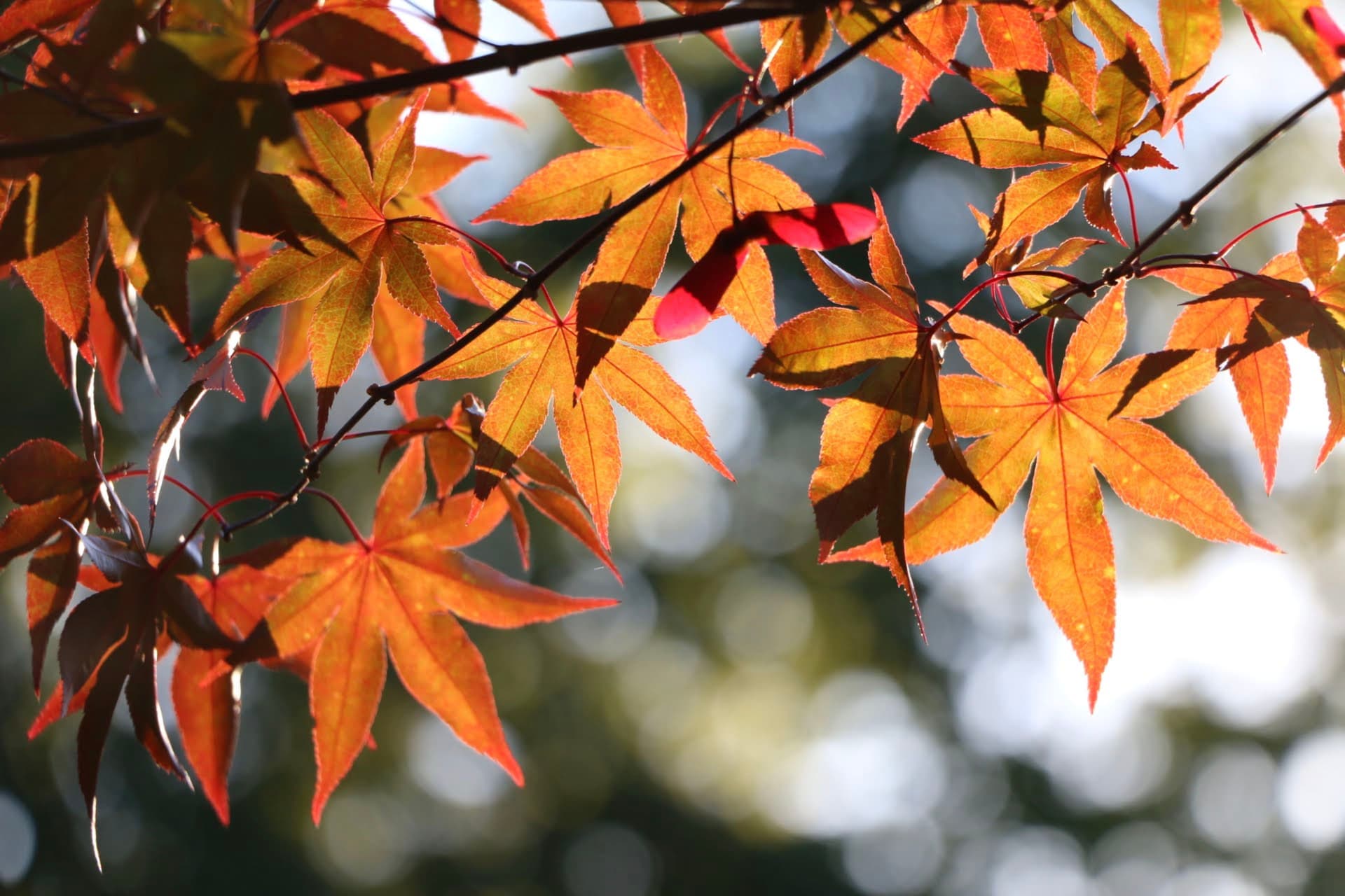 Shiny Leaves