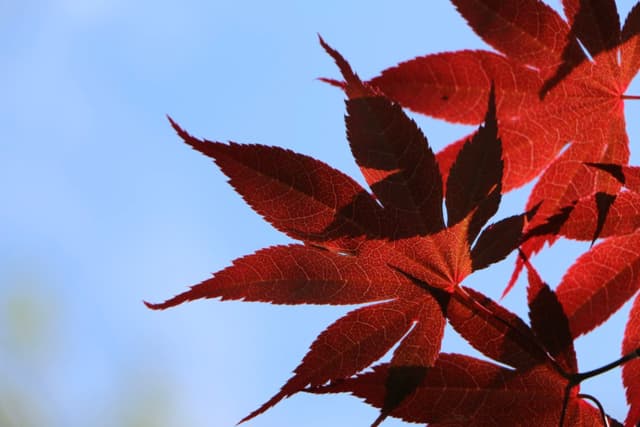 Red Leaves