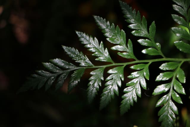 Green Leaves in Dark