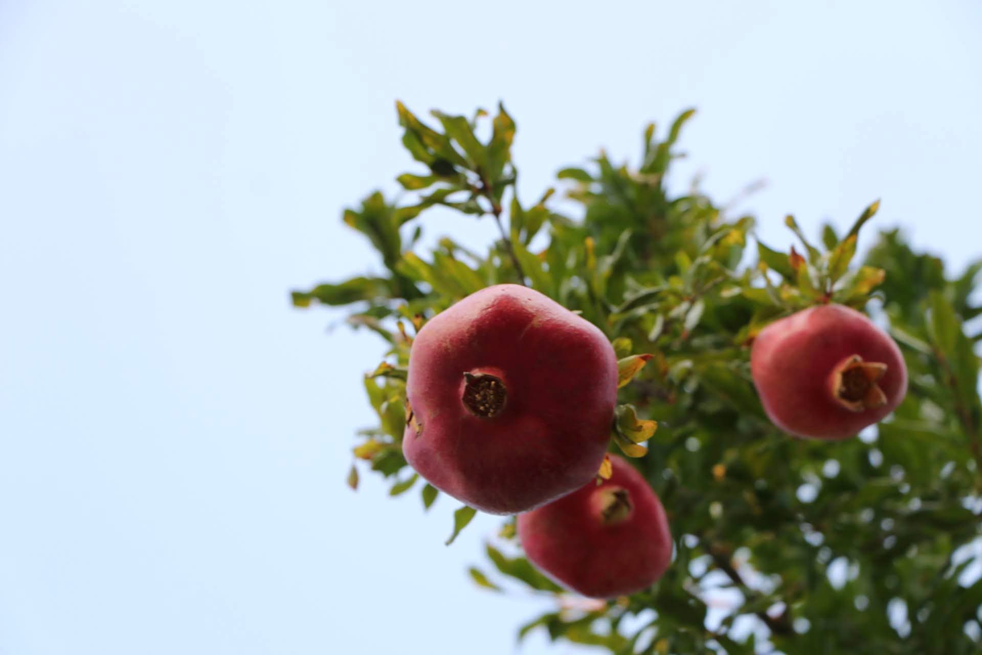 Pomegranates