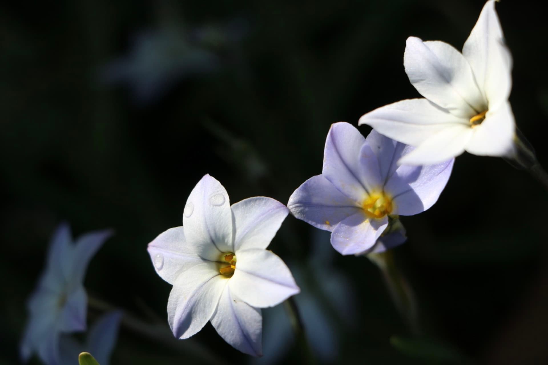 Tiny White Flowers